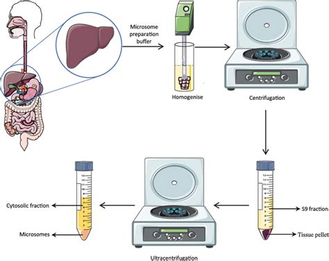 liver microsomes|microsomes clearance.